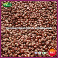 2015 New Crop Yanshan Fresh Chestnut Raw Organic Bulk Nuts